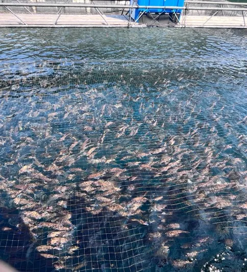 魚の回遊性向上