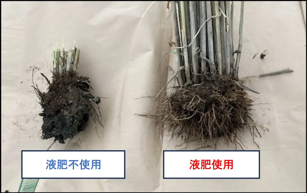 根張りの違い