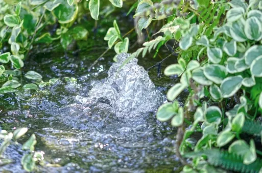 名水の湧水