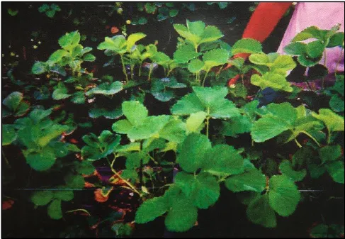 13話「イチゴ塩害の解消」の写真 1