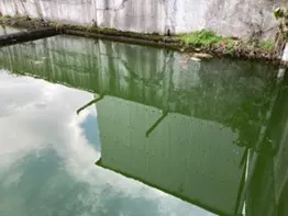 136話「溜池の水質改善実験レポート①」の写真 2