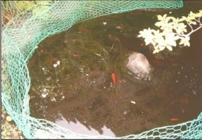 21話「金魚を分解する水」の写真 1