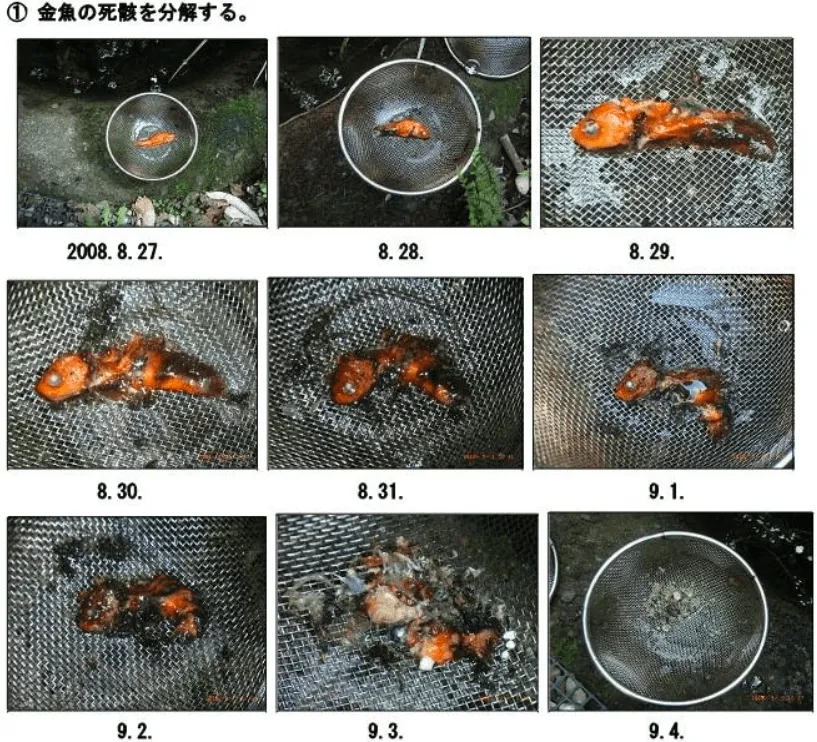 21話「金魚を分解する水」の写真 3