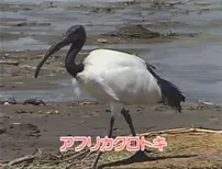 64話「野生の王国」の写真 4