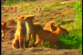 70話「キタキツネの子育て」の写真 3