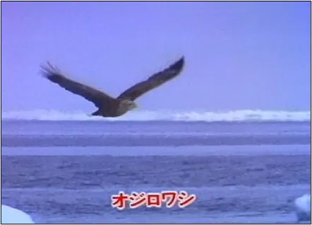 72話「オジロワシの魅力」の写真 4