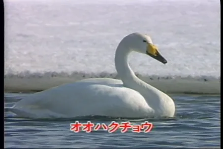 73話「オジロワシの遊び」の写真 10
