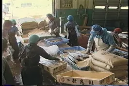 75話「サケのふ化放流事業①」の写真 1