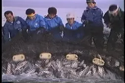 75話「サケのふ化放流事業①」の写真 2