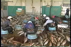75話「サケのふ化放流事業①」の写真 3