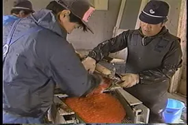 76話「サケのふ化放流事業②」の写真 1