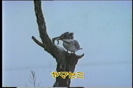 77話「サケのふ化放流事業③」の写真 2