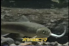 77話「サケのふ化放流事業③」の写真 4
