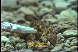 77話「サケのふ化放流事業③」の写真 5