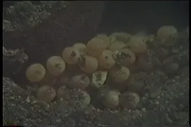 77話「サケのふ化放流事業③」の写真 8