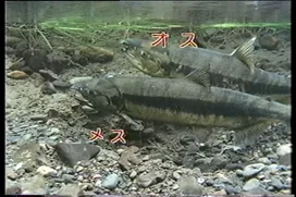 77話「サケのふ化放流事業③」の写真 9