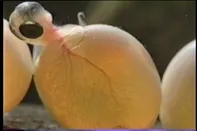 77話「サケのふ化放流事業③」の写真 11