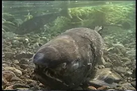 77話「サケのふ化放流事業③」の写真 12