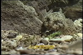 77話「サケのふ化放流事業③」の写真 13