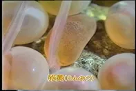 77話「サケのふ化放流事業③」の写真 14
